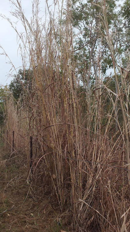 Gamba grass killed with glyphosate