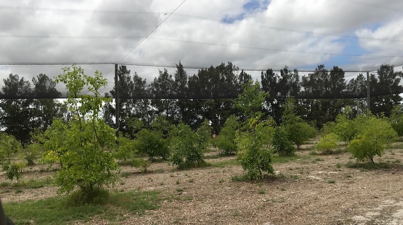 Chinese jujube trees at Kalyakool Farm Chinese jujube trees at Kalyakool Farm