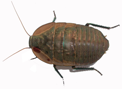 Native Cockroach