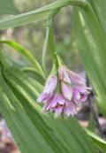 Shepherds' Crook orchid