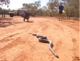 European tourists viewing an outback carpet python